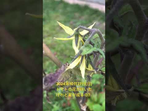 トマトを夏のいつでも、そしてそれ以降でも食卓に並べられるようにするにはどうすればよいでしょうか？  庭園