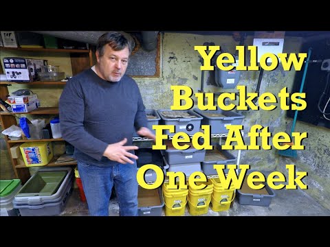 3rd feeding of Euros in 26-day yellow worm buckets - vermicompost