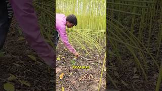 Download lagu How Jute Fiber Is Actually Harvested? #usa #farmer #science mp3