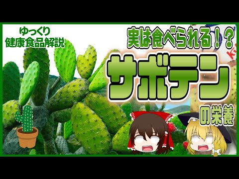ウチワサボテンの果実は食用ですが、苦いことが多いです