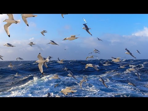 Birds Over The Sea (Endless Ocean Mix) - Vladi Strecker [HD]