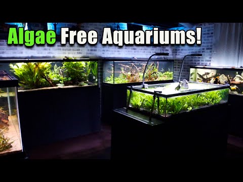 My Secret to Algae Free Aquarium Glass!