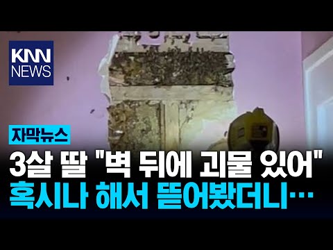 "벽에 괴물이 있어요" 알고 보니 정체가... '경악' / KNN