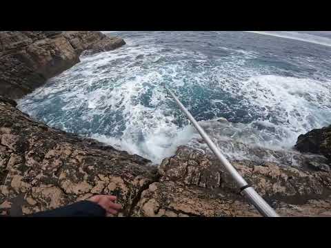 Shore Jigging - False albacore gaffing