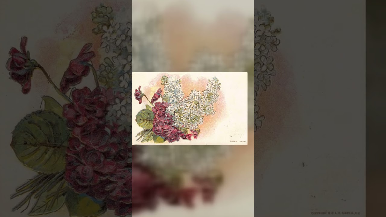 L.R. Conwell, Divided Back Postcard, Floral Design, 1914 Postmark Video