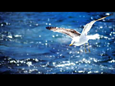 Seagull sounds