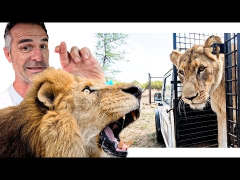 Will LION Lovers Reunite? The Lion Whisperer