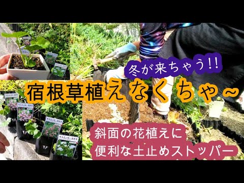 タチアオイの種を集めるのに最適な時期はいつですか?なぜそれを自己播種させないのでしょうか？  庭園