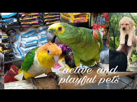 Active And Playful Pets | Dodiya Pet Shop And Aquarium | Piyush Dengada