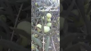 mersin tarsus eshabıkehf  sarıulak Zeytin çeşidi