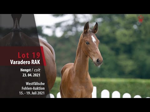 Westfälische Fohlen-Auktion Lot 19 Varadero RAK Hengst v. Valverde - Negro