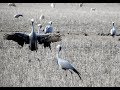 Blue Crane -  Filmed by Greg Morgan
