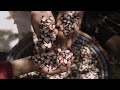 Morocco Women Sowing Seeds Protecting Against Drought