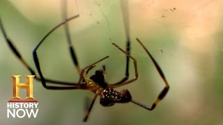 UCLA Professor Hakwan Lau Can Erase Your Fears | History NOW