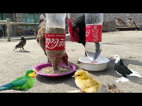 How To Make a birds feeder  | homemade feeder from plastic bottles | New techniques@BirdyOfficial