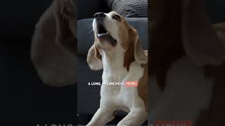 5 Interesting Facts about the Beagle Breed 🐕