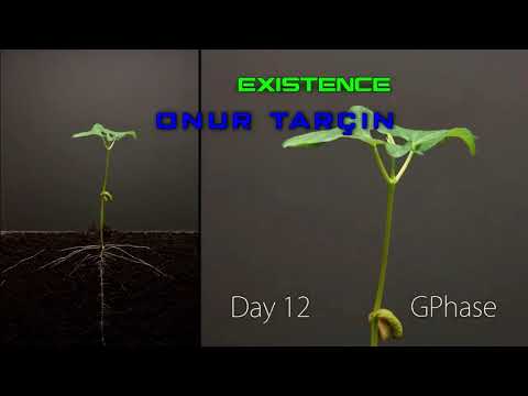 Existence ◈ ONUR TARÇIN