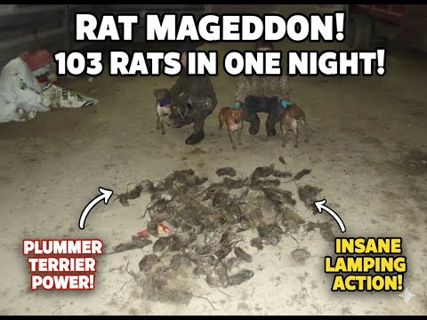 103 RATS Caught in a 10x12 STY in Under 1 Hour! 🤯 | Plummer Terrier Mageddon | Severn Vallet Ratters