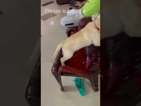 Rheo's play time #labradorretriever #petsofinstagram #viralshort #cutedog