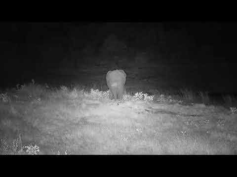 Djuma: Small group of Elephants drink at the pan - 19:15 - 02/16/2022