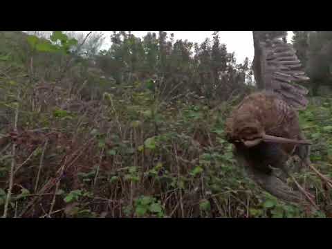 Woodcock hunting 2025 @ κυνηγι μπεκατσας 2025