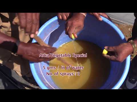 ARKA -KALYAN: ICAR-IIHR HIGH YIELDING VARIETY AND PRODUCTION ENHANCEMENT TECHNOLGIES OF IIHR