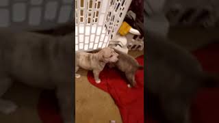 Catahoula Bulldog Puppies Videos
