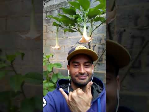 Julián sb buen presente