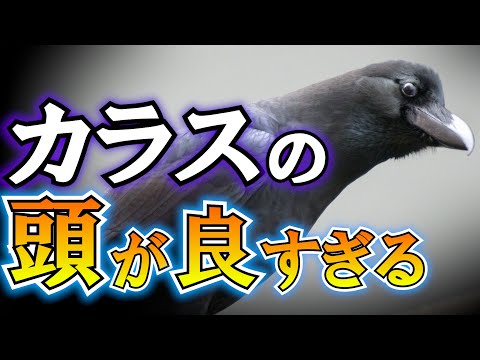 カラス、頭が良すぎてとんでもない悪を生み出してしまう!!