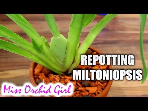 Repotting Miltoniopsis Orchid in Seramis and hydroton