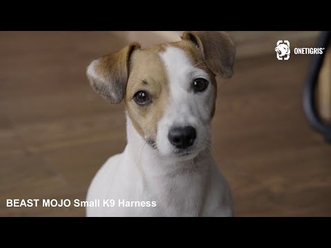 CEO PENQUIN Review Onetigris Beast Mojo Small K9 Harness | Fullcamp