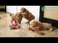 Maltipoo dogs for sale: Ellie - Video 1