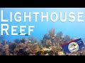 Diving the Lighthouse Reef in Belize