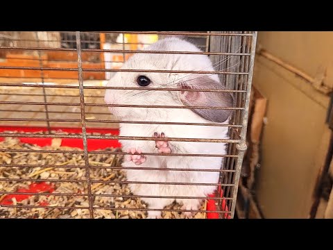 Птичий Рынок. Продажа Птицы, Крысы, Хомячки, Кролики. Староконный рынок в Одессе