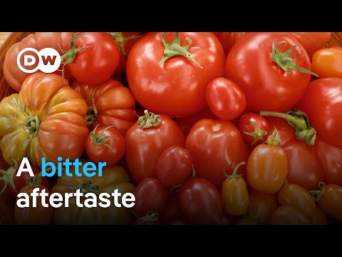 How Sustainable Are Tomatoes?