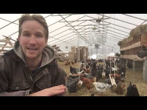 250 Laying Hens in Winter is Not Profitable
