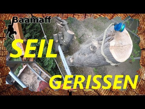 WENN SEILE REISSEN - Abtragung einer Roteiche mittels SKT und Rigging