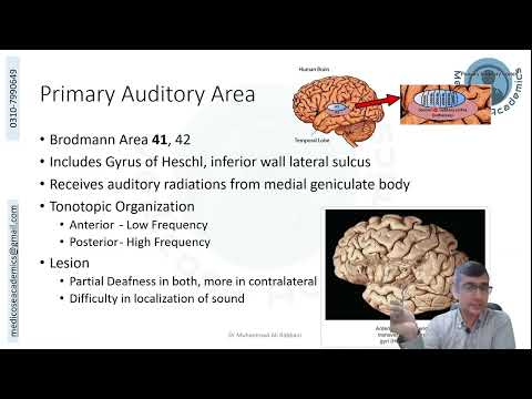 Temporal Lobe   Functional Areas