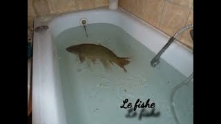 le fishe