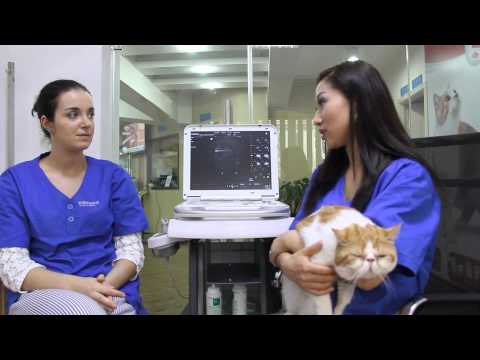 Ultrasound case study- foreign body in cat