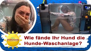 Schnelle Wäsche oder Tierquälerei Wir testen eine Hundewaschanlage! | SAT.1 Frühstücksfernsehen