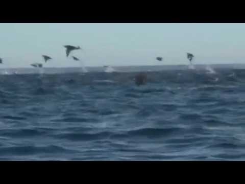 If You Walked Away : Sherbet