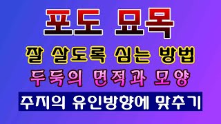 [텃밭농부. 1,370]  포도나무 묘목. 잘 살도록 심는 방법. 주지 유인 방향 맞추기 #포도재배
