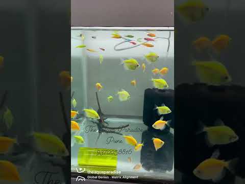 Colourful Widow fish, Zebra Danios