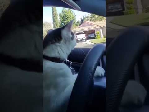 Drift Cat #CatEnergy #PlayfulCat #HyperCat #SillyCat #CatComedy