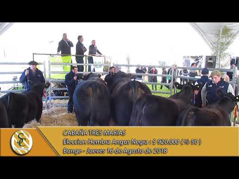 16-08-18 Elecciones Hembras Angus - Cabaña Tres Marias - Bunge