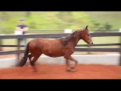 LOTE 05 GALANTE DE ALCATÉIA RFV2