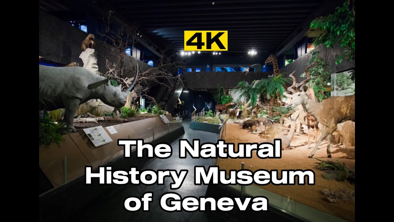 Embark on a virtual journey through the Natural History Museum.