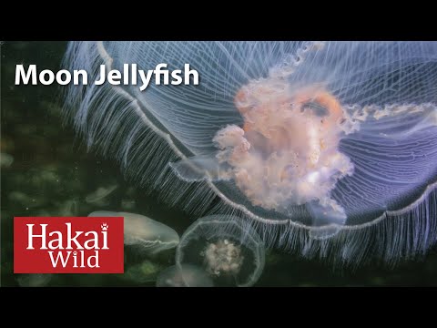 Hakai Wild: Moon Jellyfish