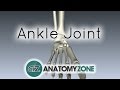 Ankle Joint 3D Anatomy Tutorial